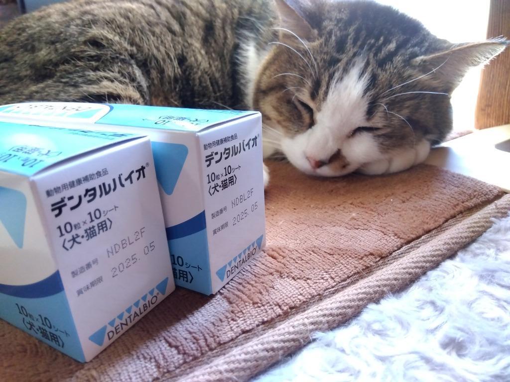 あすつく】『デンタルバイオ 100粒(10粒×10シート)×1箱』犬猫【共立