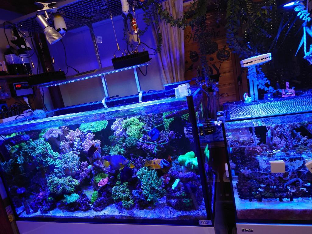 レッドシー 【全国送料無料】 リーフLED90 本体 : レヨンベールアクア