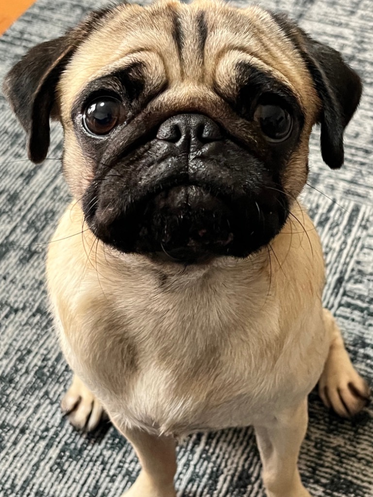 ゆきちゃんさん専用】 CANIN パグ用1.5kg×4袋 ブリード ヘルス