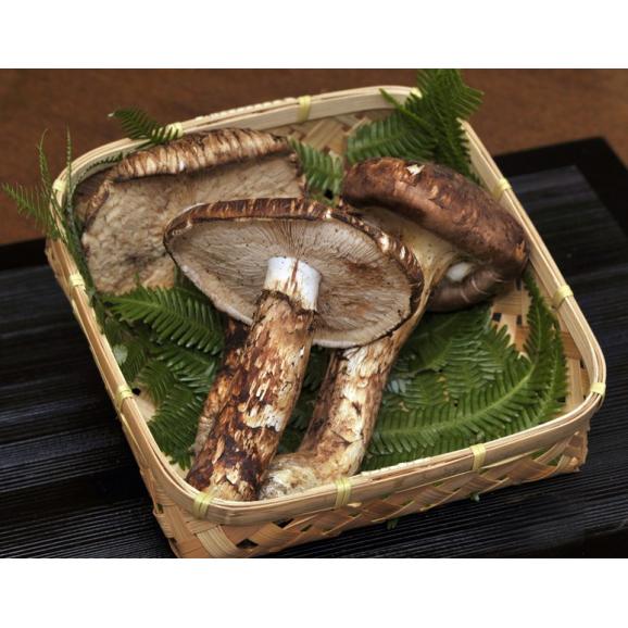 松茸 550g 松茸 北海道 550g 訳あり 送料込 国産 ② 北海道産松茸 2本