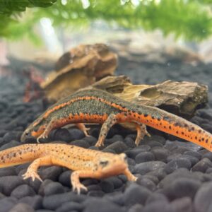 イモリのテラリウム飼育について｜作り方・レイアウト・飼育ポイントを