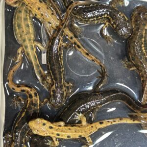 イモリのテラリウム飼育について｜作り方・レイアウト・飼育ポイントを