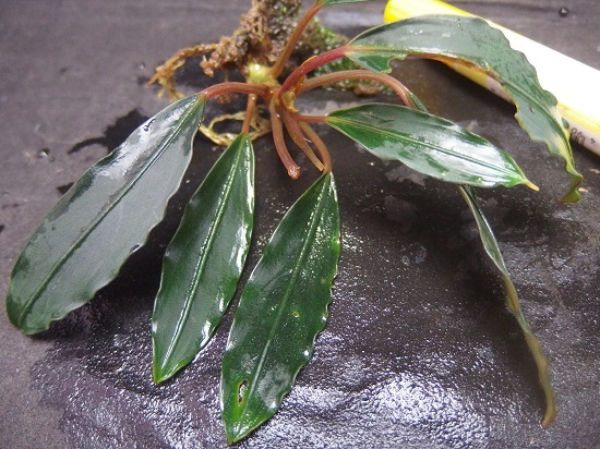 きえぴさんBucephalandra sp. Akantha きえぴさんBucephalandra sp