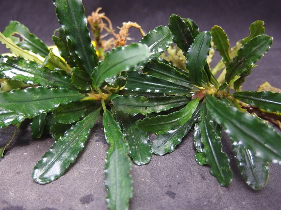 ブセファランドラ図鑑 Bucephalandra spathulifolia