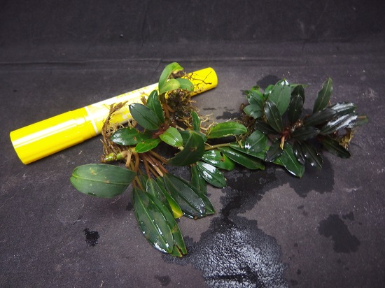 Roots”Web site(水草・水辺の植物・ジャングルの植物の販売・通販)