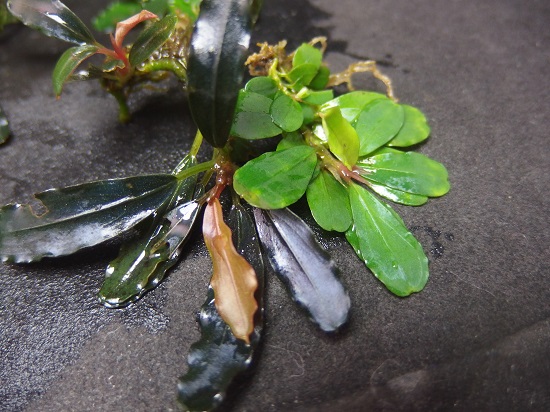 HW便】Bucephalandraセット① ブセファランドラ sp. 