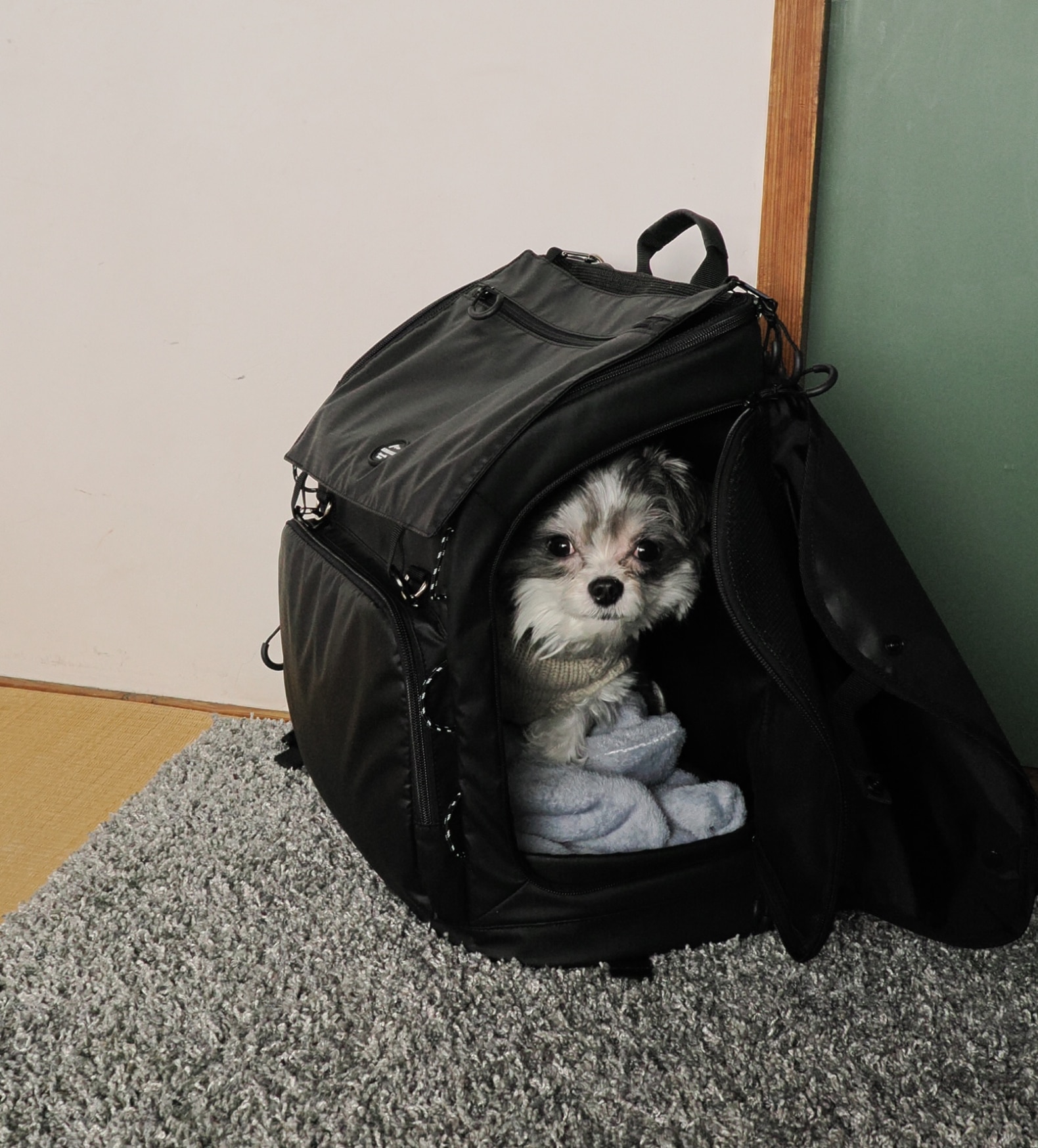 公式】エアバギー 3ウェイバックパックキャリー [レギュラー] AIRBUGGY