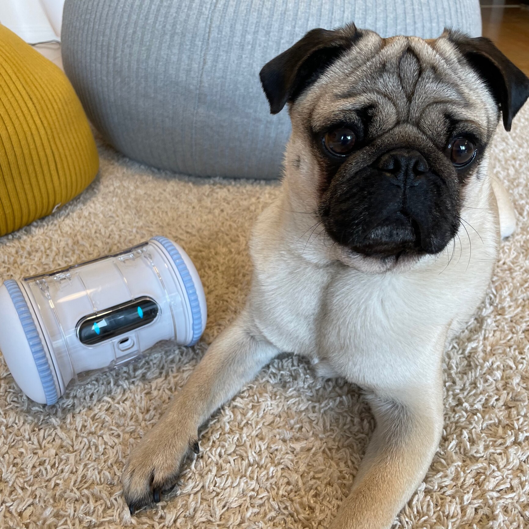 VARRAM[ペット専用ロボット] - おやつ吐出, スケジューリング自律走行