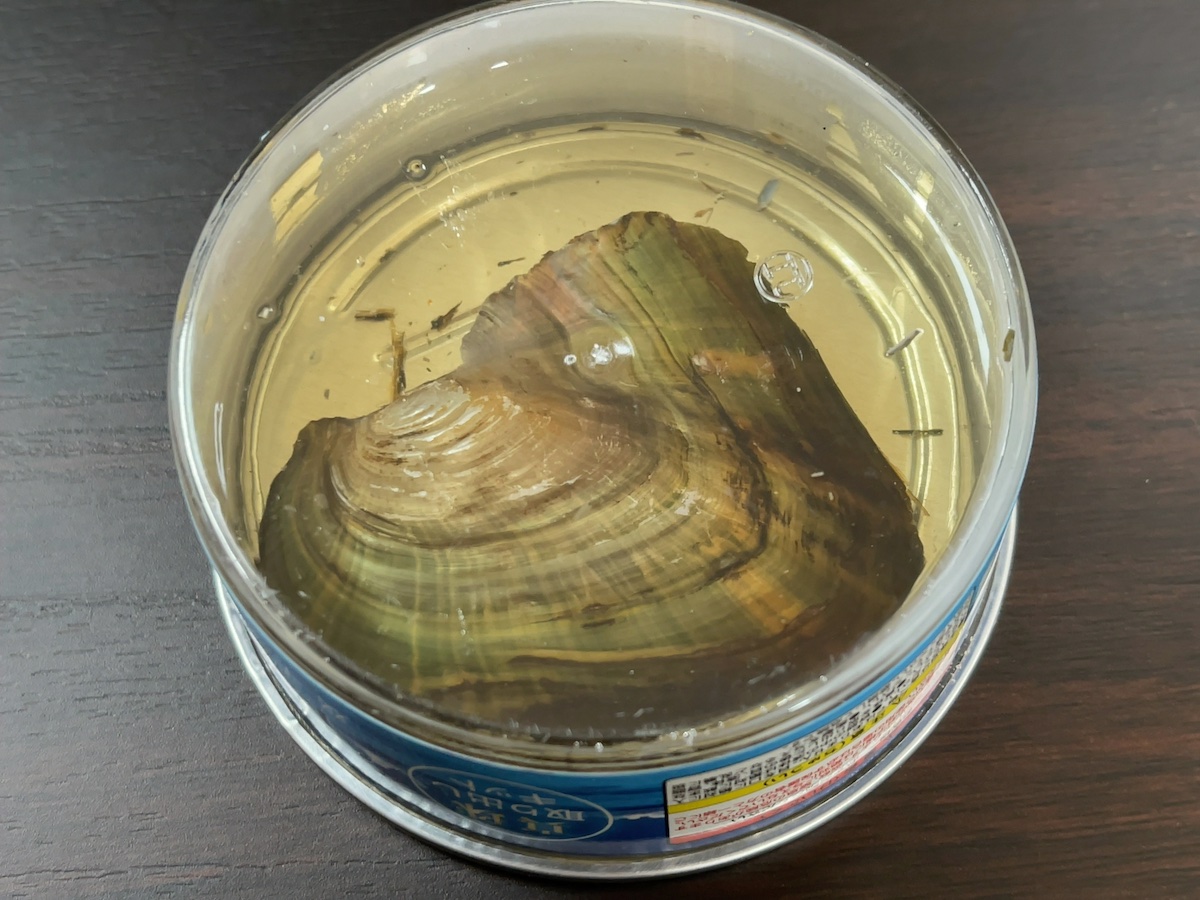 思わずゲームセンターで二度見した「真珠の取り出しキット」… 本物の