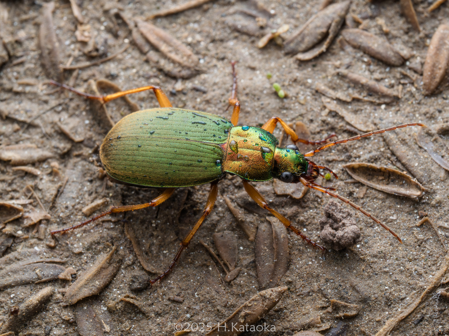 パルナシウス・アッコ（1オス、中国甘粛省キレンシャン）