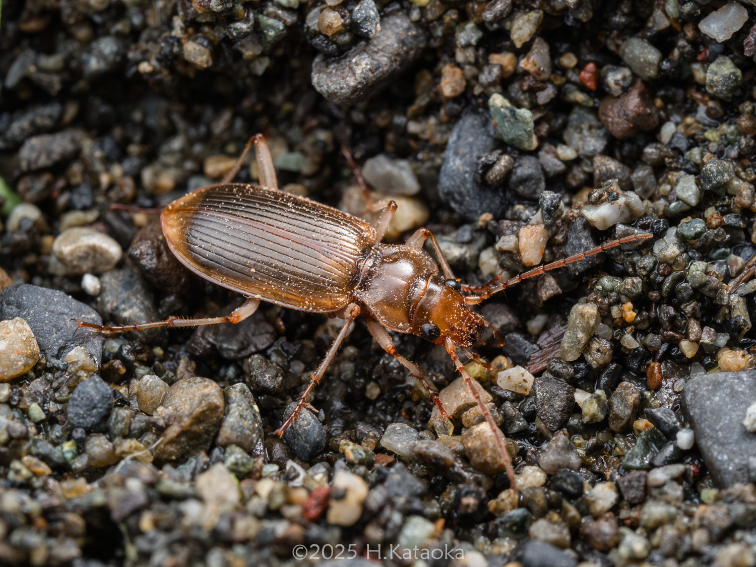 カワチマルクビゴミムシ