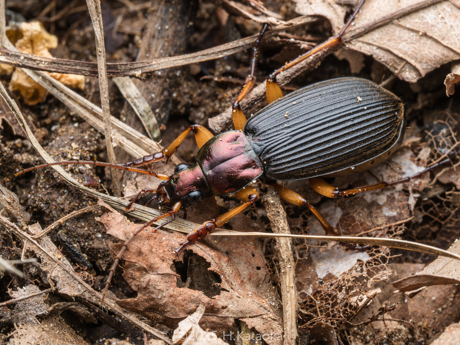 スジアオゴミムシ