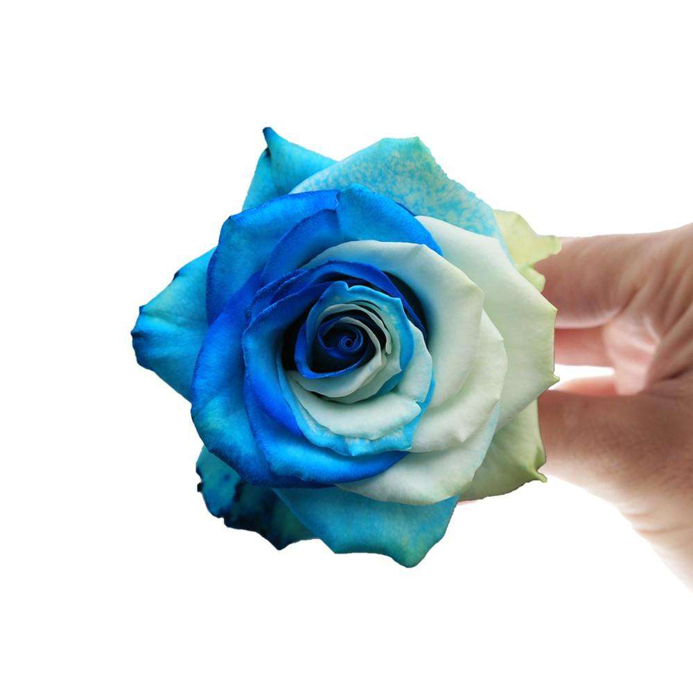 Azure Rose Bouquet: Blue & White Roses Delivery | Rosaholics