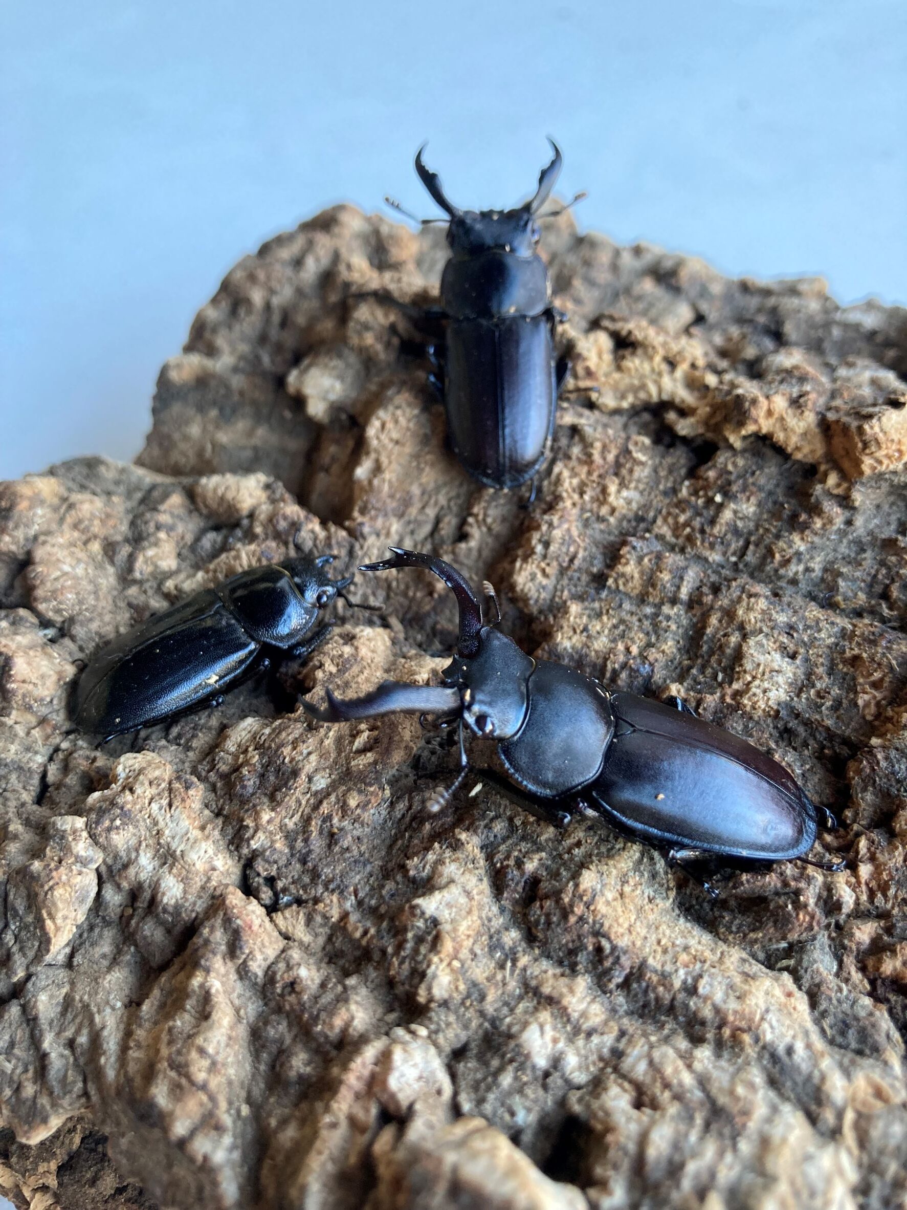 標本 野外品アマミシカクワガタペア39mm