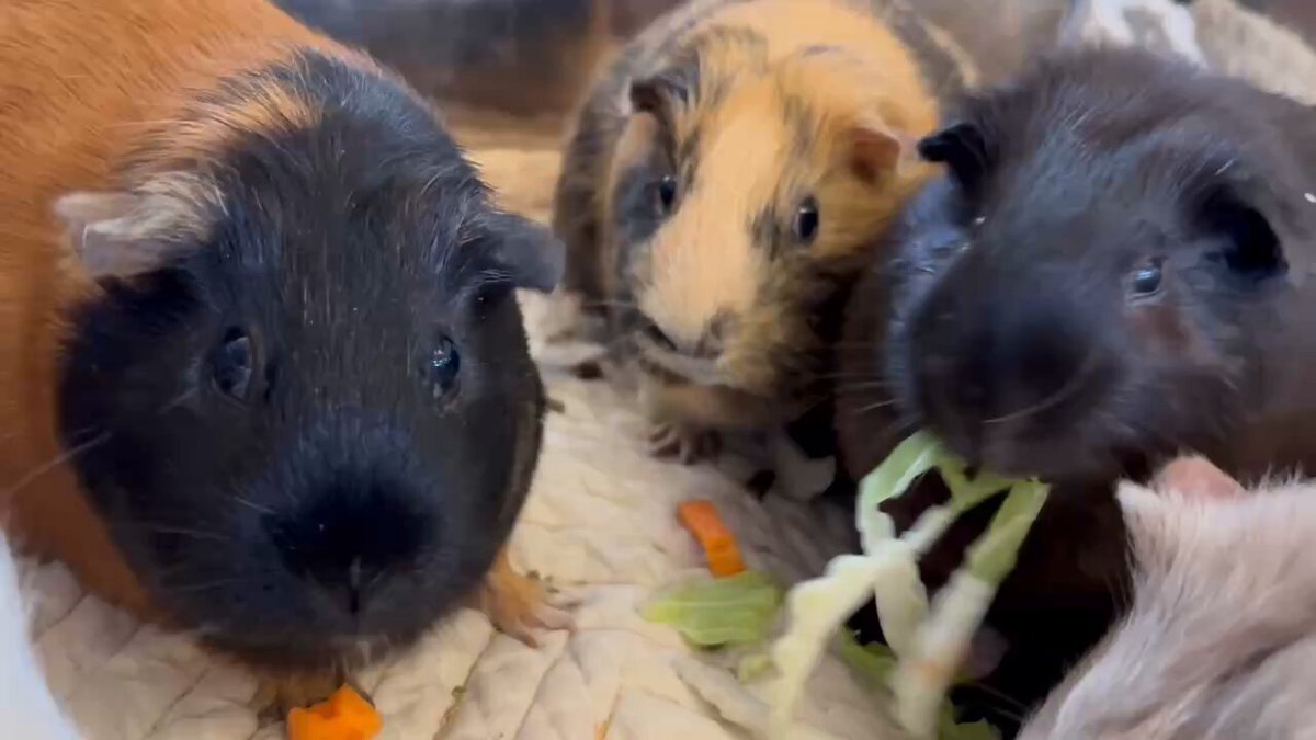 あんみつ」のYahoo!リアルタイム検索 - X（旧Twitter）をリアルタイム検索