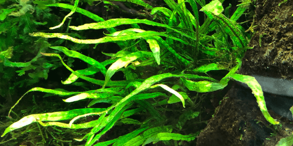 ミクロソリウム ナローリーフ 超大型株 ミクロソリウム ナローリーフ