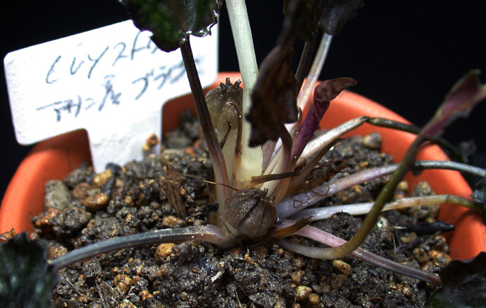 クリプトコリネ ストリオラータ アサン産 ブラウンタイプ