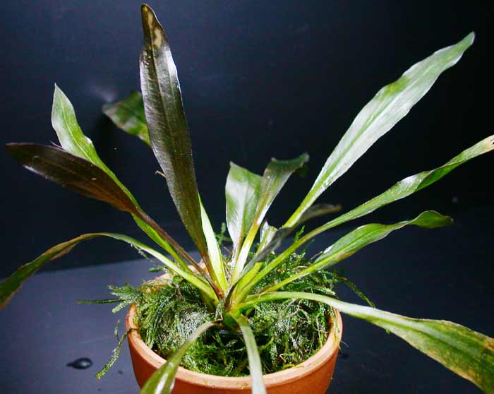 エキノドルス ホレマニー レッド オリエンタル便【レヨンベールアクア】