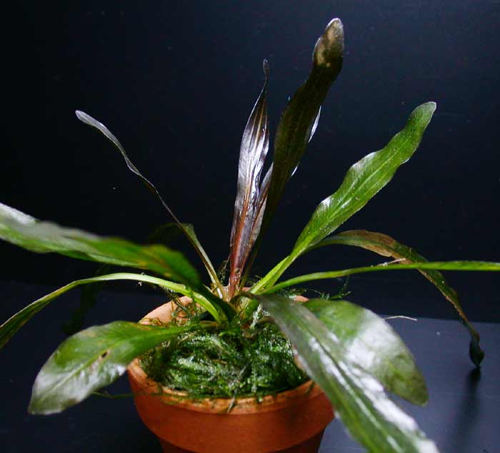 エキノドルス ホレマニー レッド オリエンタル便【レヨンベールアクア】