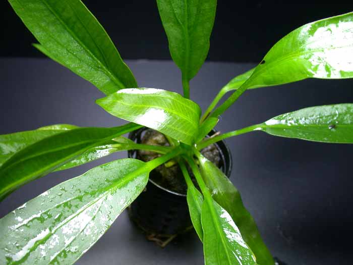 エキノドルス ホレマニーグリーン バース便【レヨンベールアクア】