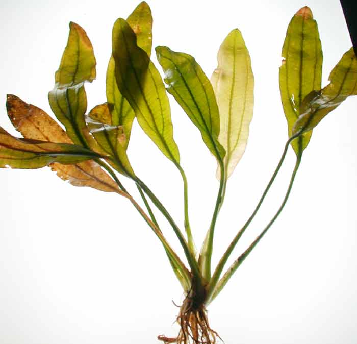 エキノドルス ホレマニー レッド ウルグアイ産【レヨンベールアクア】