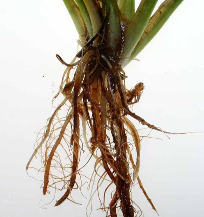 Y*o様 エキノドルス ホレマニー ブラッドレッド エキノドルス