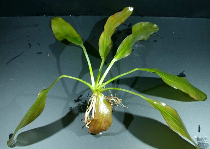 エキノドルス スーパーレッドホレマニー【レヨンベールアクア】