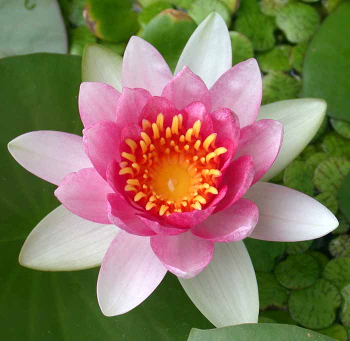 水蓮の花びら 4枚セット Foil】《水蓮の花びら/Lotus Petal》※全面光沢