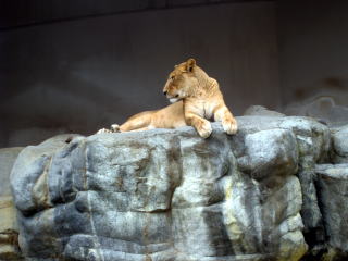茶平工業 記念メダルコレクション 兵庫県 王子動物園