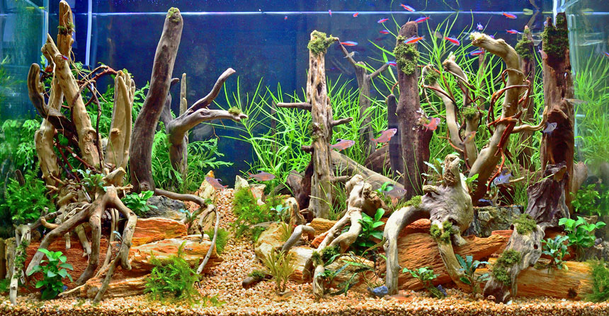 MMW-6141 マシンガンウッド 1点物 流木 アクアリウム 4[新品