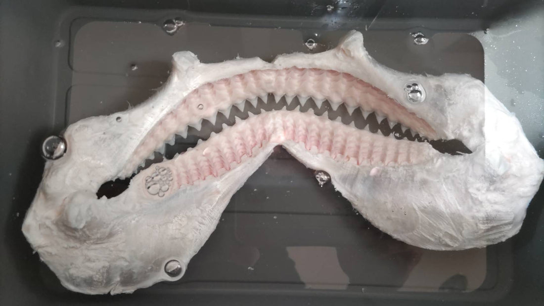 サメの顎標本を製作中です – RYUKYU SHARK 琉球シャーク 沖縄駆除サメ