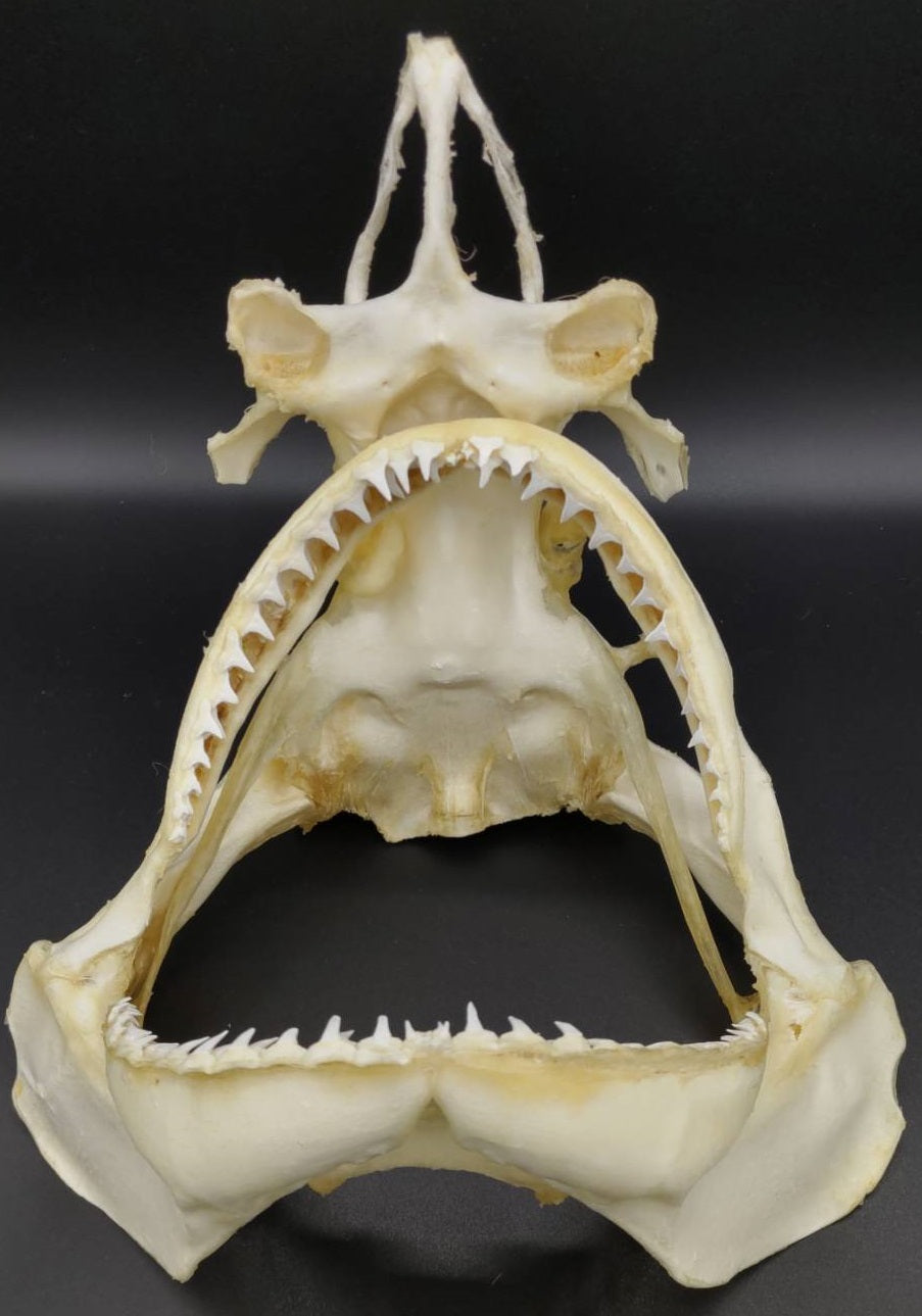 カマストガリザメ 頭骨標本 幅約29cm [Carcharhinus limbatus] Skull