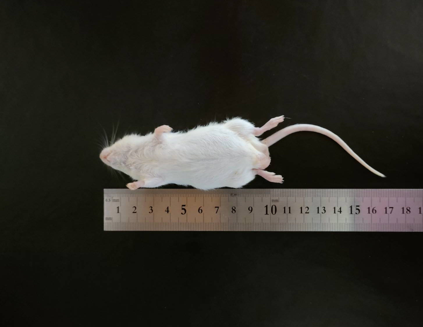 ☆ブルフロッグ様専用☆国産冷凍マウスアダルトL30匹 リタイア10匹