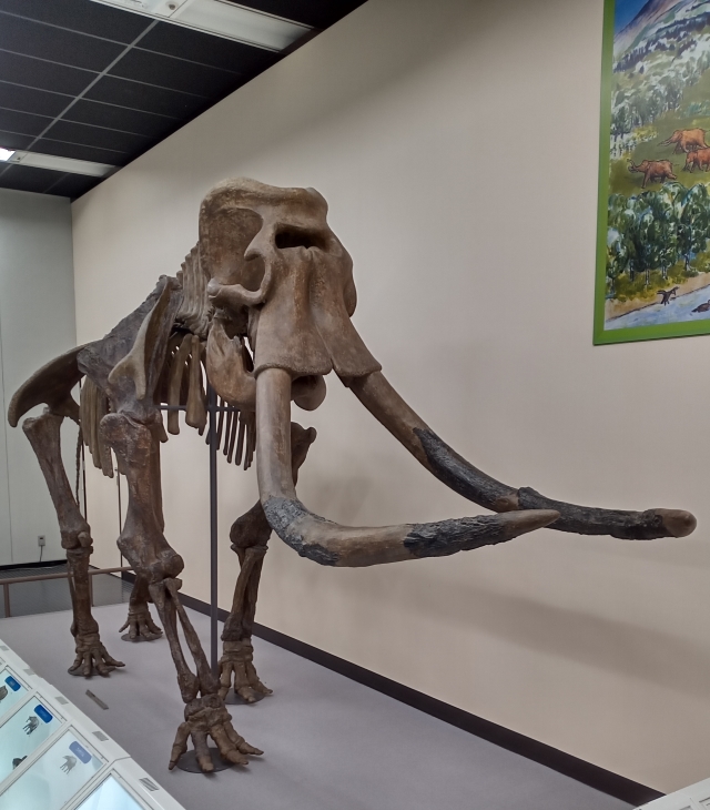 マンモスゾウ - 『科学館日記』