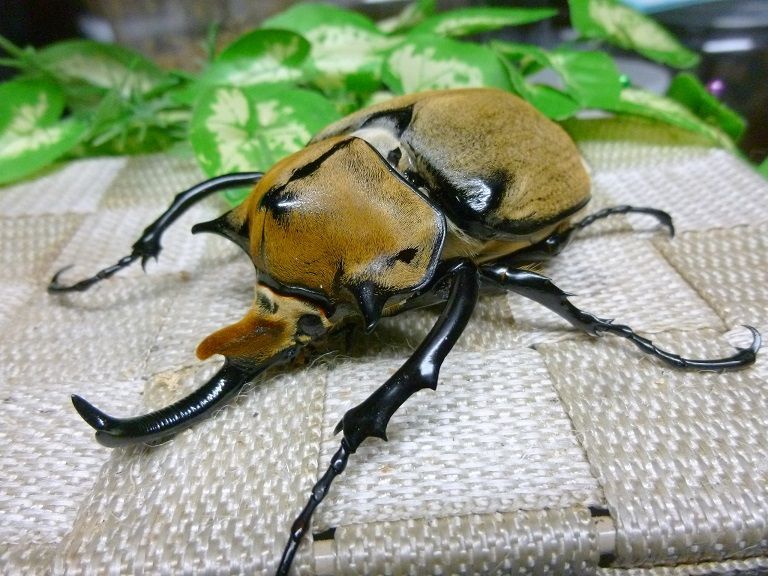 美品 ノゲイラゾウカブト♂標本 Yahoo!オークション -「ノゲイラ