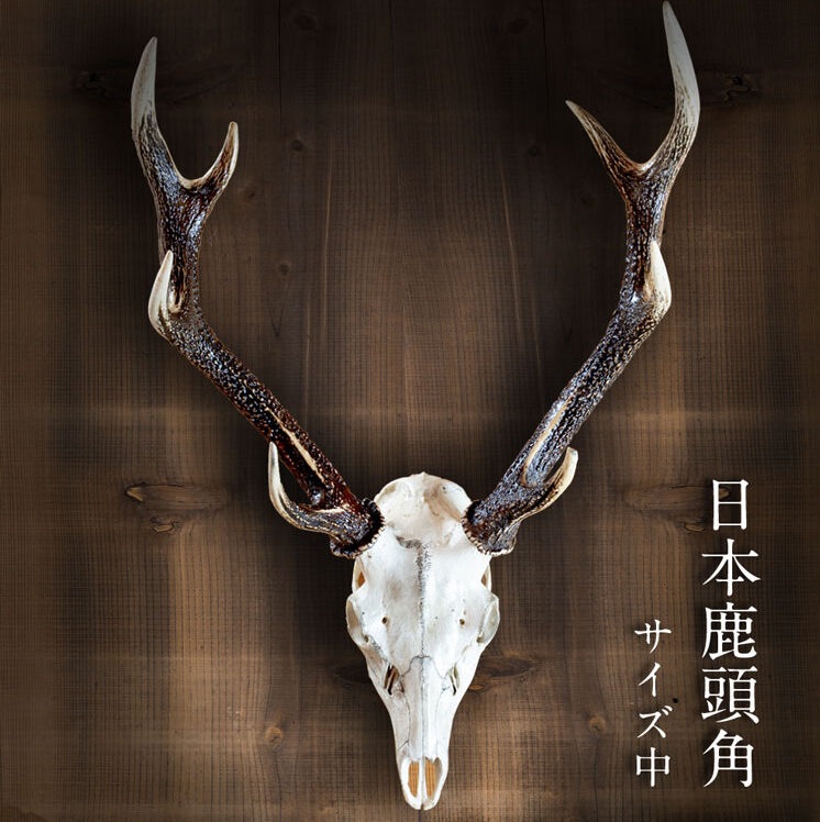 佐那のごちそう便り ニホンジカ頭骨付き壁掛け（中） | 佐那のごちそう便り