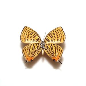 エゾミドリシジミ ♂♀産地：大分県・九重町 Js24760 | 三角紙