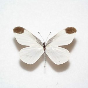 シロチョウ科 | 三角紙