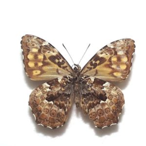 飼育品】シナギフチョウ（1メス、四川省）