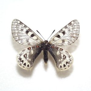 パルナシウス・アッコ・ホロハオアエ（中国甘粛省祁連山、オス）