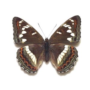 ヒ*ヤ様 テンシャンニクスウスバ♀3♂2/青海省.奇台-鳥産【外国産蝶