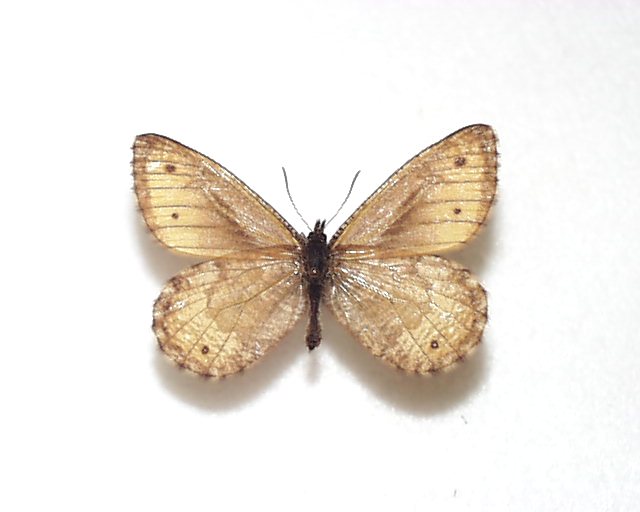 ま*る様 【国産蝶標本】タカネヒカゲ/富山県-新潟県.雪倉岳産/45mm ま