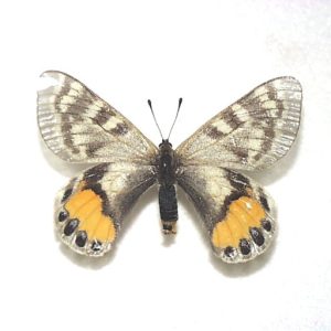 外国産蝶標本】ステノゼムスウスバ♀/インド.ザンスカール産/57mm