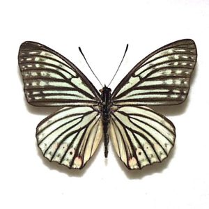 外国産蝶標本】テングアゲハ♀/タイ.ファン産/89mm Yahoo!オークション