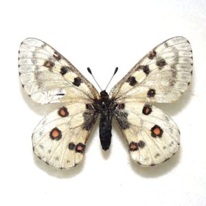 パルナシウス | 三角紙