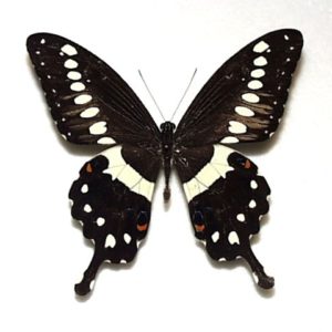 外国産蝶標本 | 三角紙