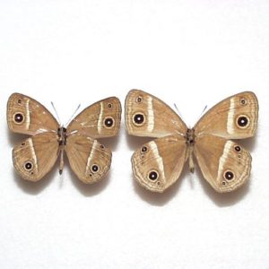 ま*る様 【国産蝶標本】タカネヒカゲ/富山県-新潟県.雪倉岳産/45mm ま