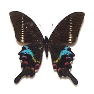 外国産蝶標本 | 三角紙