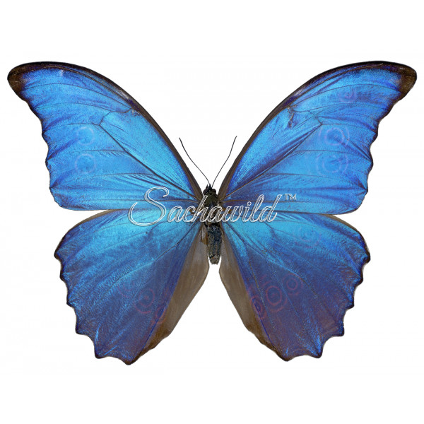 蝶 標本 Morpho didius THE GREAT BLUE モルフォ蝶 蟲新發現╭○-○╮