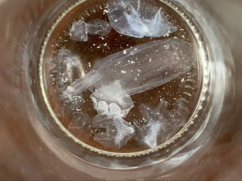 激レア深海魚】フリソデウオ 液浸標本 近海産海水魚、海洋生物、深海生物、